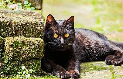 《秘密潜入：起源》首段官方实机内容预览